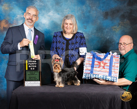 Yorkshire Terrier #62 Wed 6 to 9 3rd Judge Dale Martinson_SSR_9356-©JulienLambertphoto-HR3