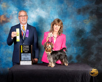 Yorkshire Terrier #86 Wed 6 to 9B 3rd Judge Dan Haley