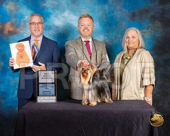 Yorkshire Terrier #21 Wed Best Sr Sweeps Judge Dan Haley_SSR_9370-©JulienLambertphoto-HR3