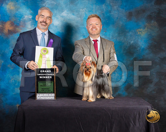 Yorkshire Terrier #21 Wed GrSweeps Judge Dale Martinson_SSR_9374-©JulienLambertphoto-HR3