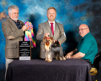 Yorkshire Terrier #21 Wed SupremeUltSweeps Judge Jon Julien