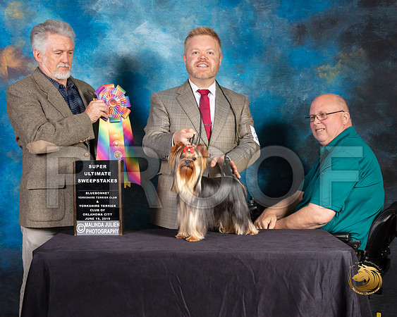 Yorkshire Terrier #21 Wed SupremeUltSweeps Judge Jon Julien_SSR_9376-©JulienLambertphoto-HR3