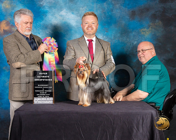 Yorkshire Terrier #21 Wed SupremeUltSweeps Judge Jon Julien_SSR_9377-©JulienLambertphoto-HR3