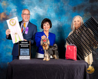 Yorkshire Terrier #43 Wed GrSweeps Judge Dan Haley