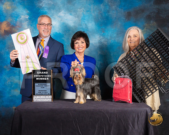 Yorkshire Terrier #43 Wed GrSweeps Judge Dan Haley_SSR_9362-©JulienLambertphoto-HR3