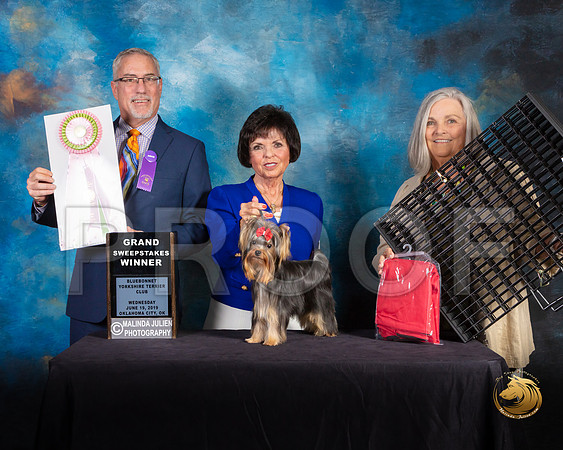 Yorkshire Terrier #43 Wed GrSweeps Judge Dan Haley_SSR_9363-©JulienLambertphoto-HR3