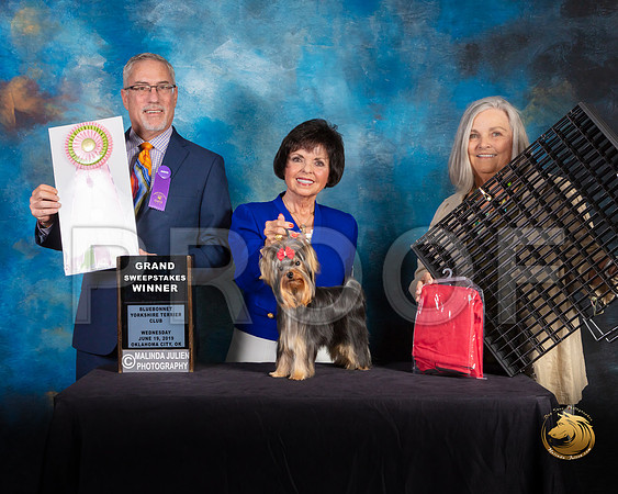Yorkshire Terrier #43 Wed GrSweeps Judge Dan Haley_SSR_9366-©JulienLambertphoto-HR3