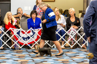Yorkshire Terrier Wed Best Jr Dog Show 1