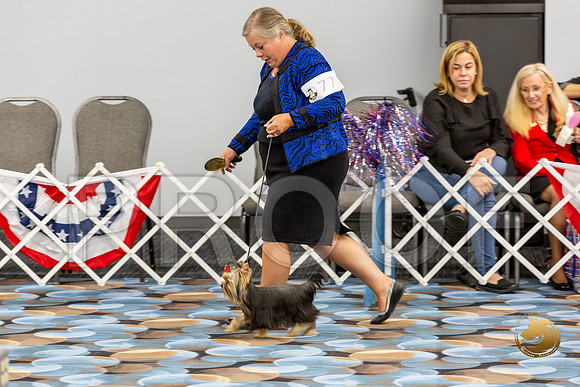 Yorkshire Terrier Wed Best Jr Dog Show 1_JJJ_1983-©JulienLambertphoto-HR3