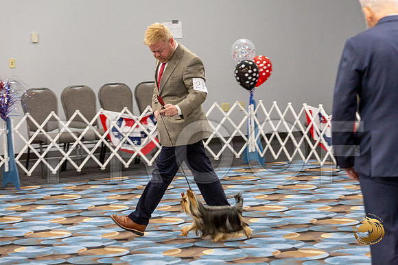 Yorkshire Terrier Wed Grand Sweeps Show 1_JJJ_2593-©JulienLambertphoto-HR3