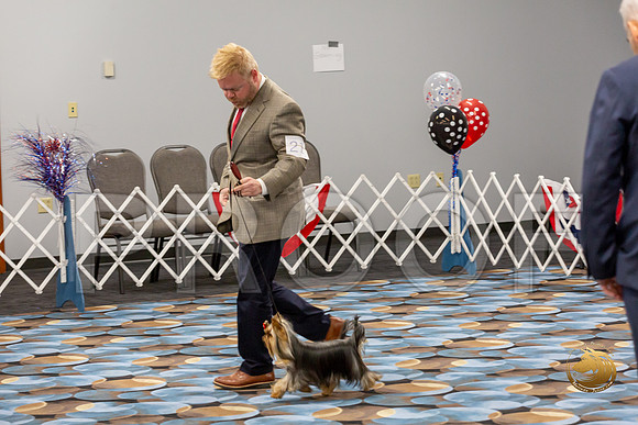 Yorkshire Terrier Wed Grand Sweeps Show 1_JJJ_2594-©JulienLambertphoto-HR3