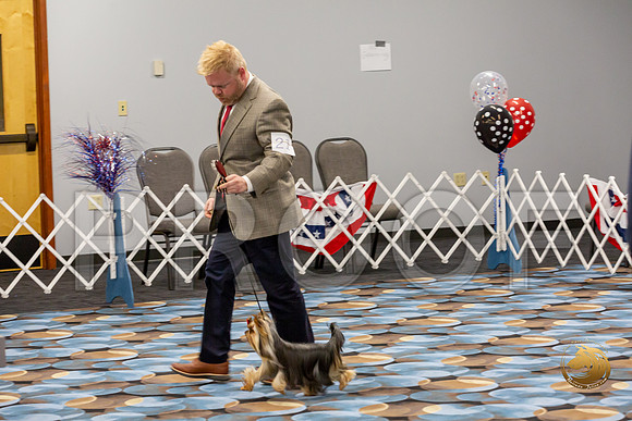 Yorkshire Terrier Wed Grand Sweeps Show 1_JJJ_2595-©JulienLambertphoto-HR3