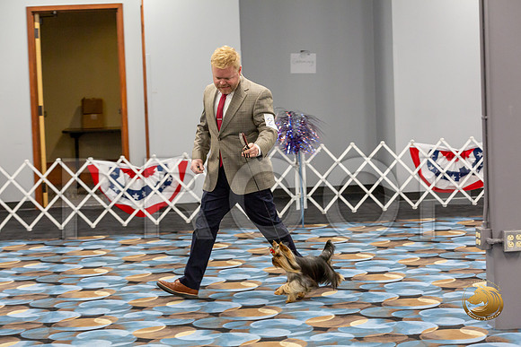 Yorkshire Terrier Wed Grand Sweeps Show 1_JJJ_2599-©JulienLambertphoto-HR3