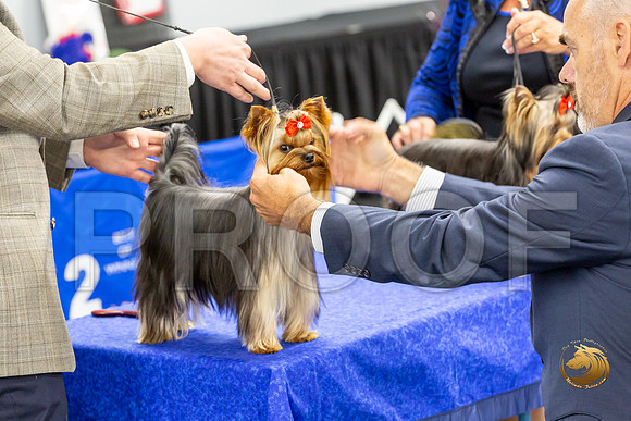 Yorkshire Terrier Wed Grand Sweeps Show 1_JJJ_2602-©JulienLambertphoto-HR3