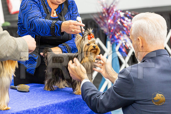 Yorkshire Terrier Wed Grand Sweeps Show 1_JJJ_2608-©JulienLambertphoto-HR3