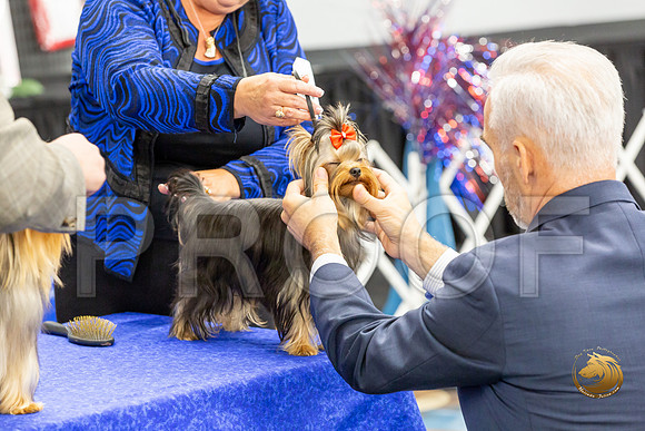 Yorkshire Terrier Wed Grand Sweeps Show 1_JJJ_2609-©JulienLambertphoto-HR3