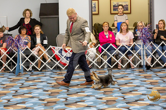Yorkshire Terrier Wed Grand Sweeps Show 1_JJJ_2615-©JulienLambertphoto-HR3