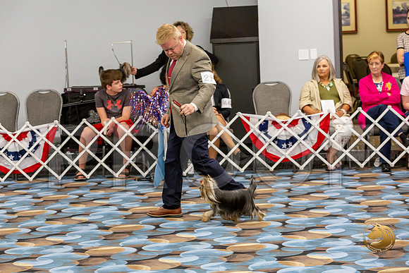 Yorkshire Terrier Wed Grand Sweeps Show 1_JJJ_2619-©JulienLambertphoto-HR3