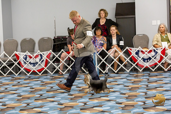 Yorkshire Terrier Wed Grand Sweeps Show 1_JJJ_2621-©JulienLambertphoto-HR3