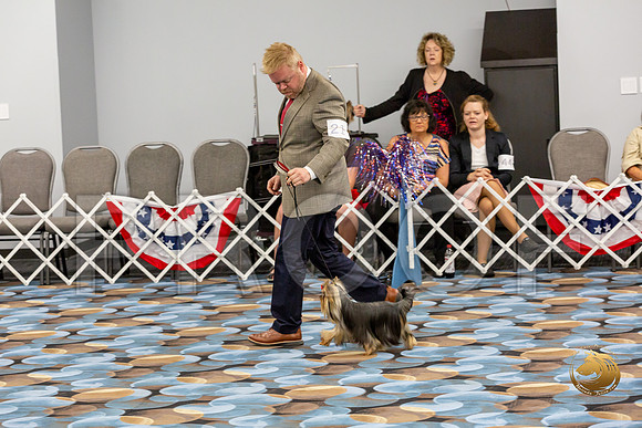 Yorkshire Terrier Wed Grand Sweeps Show 1_JJJ_2622-©JulienLambertphoto-HR3