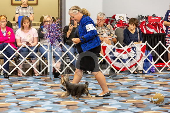 Yorkshire Terrier Wed Grand Sweeps Show 1_JJJ_2624-©JulienLambertphoto-HR3