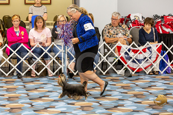 Yorkshire Terrier Wed Grand Sweeps Show 1_JJJ_2625-©JulienLambertphoto-HR3