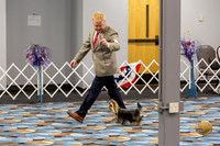 Yorkshire Terrier Wed Grand Sweeps Show 2