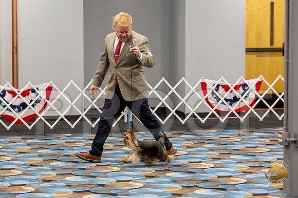 Yorkshire Terrier Wed Grand Sweeps Show 2_JJJ_2748-©JulienLambertphoto-HR3