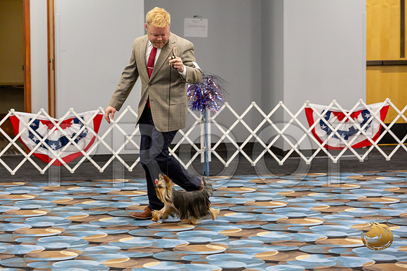 Yorkshire Terrier Wed Grand Sweeps Show 2_JJJ_2749-©JulienLambertphoto-HR3