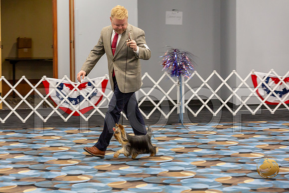 Yorkshire Terrier Wed Grand Sweeps Show 2_JJJ_2750-©JulienLambertphoto-HR3