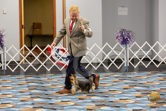 Yorkshire Terrier Wed Grand Sweeps Show 2_JJJ_2751-©JulienLambertphoto-HR3