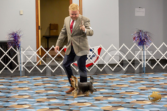 Yorkshire Terrier Wed Grand Sweeps Show 2_JJJ_2752-©JulienLambertphoto-HR3