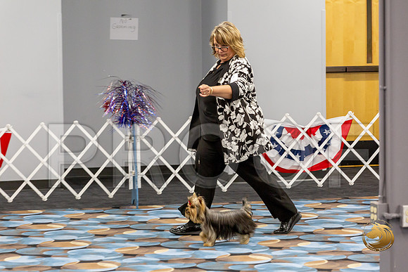 Yorkshire Terrier Wed Grand Sweeps Show 2_JJJ_2753-©JulienLambertphoto-HR3