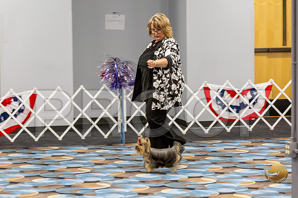 Yorkshire Terrier Wed Grand Sweeps Show 2_JJJ_2754-©JulienLambertphoto-HR3