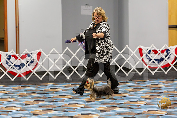 Yorkshire Terrier Wed Grand Sweeps Show 2_JJJ_2755-©JulienLambertphoto-HR3