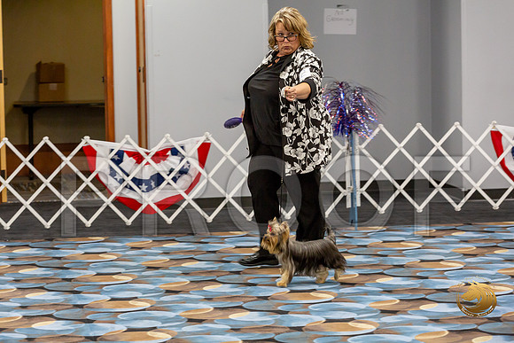 Yorkshire Terrier Wed Grand Sweeps Show 2_JJJ_2757-©JulienLambertphoto-HR3