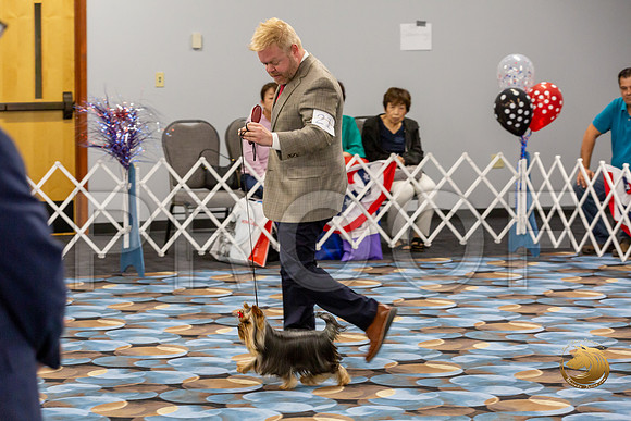 Yorkshire Terrier Wed Grand Sweeps Show 2-2_JJJ_2782-©JulienLambertphoto-HR3