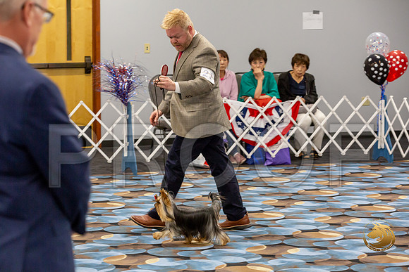 Yorkshire Terrier Wed Grand Sweeps Show 2-2_JJJ_2783-©JulienLambertphoto-HR3