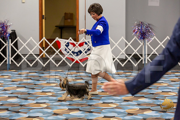 Yorkshire Terrier Wed Grand Sweeps Show 2-2_JJJ_2786-©JulienLambertphoto-HR3