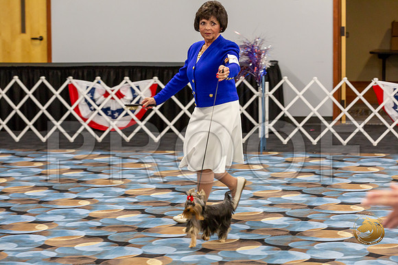 Yorkshire Terrier Wed Grand Sweeps Show 2-2_JJJ_2789-©JulienLambertphoto-HR3
