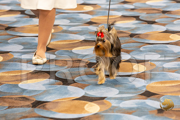 Yorkshire Terrier Wed Grand Sweeps Show 2-2_JJJ_2791-©JulienLambertphoto-HR3
