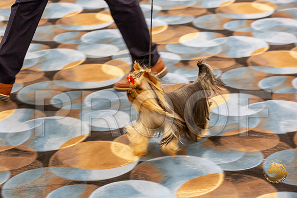 Yorkshire Terrier Wed Grand Sweeps Show 2-2_JJJ_2797-©JulienLambertphoto-HR3
