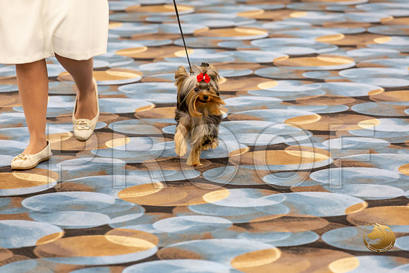 Yorkshire Terrier Wed Grand Sweeps Show 2-2_JJJ_2798-©JulienLambertphoto-HR3