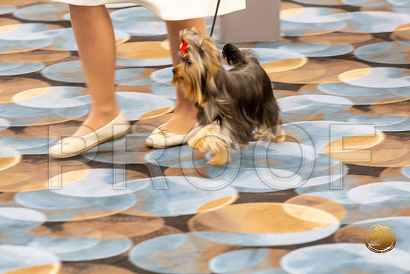 Yorkshire Terrier Wed Grand Sweeps Show 2-2_JJJ_2801-©JulienLambertphoto-HR3