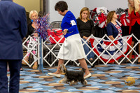 Yorkshire Terrier Wed JR Best Show 2
