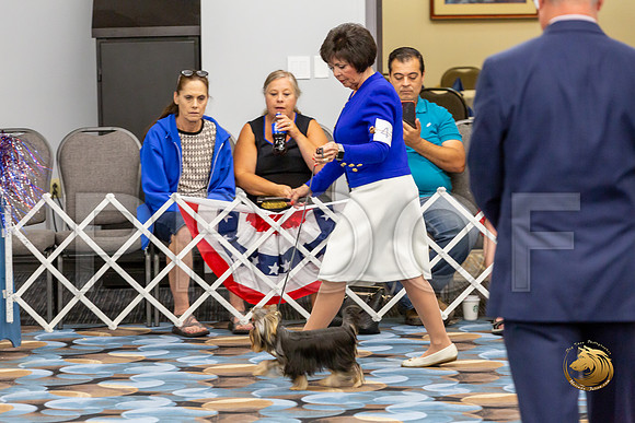 Yorkshire Terrier Wed JR Best Show 2_JJJ_2352-©JulienLambertphoto-HR3