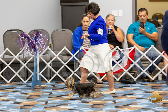 Yorkshire Terrier Wed JR Best Show 2_JJJ_2354-©JulienLambertphoto-HR3