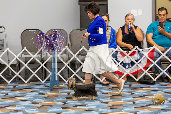 Yorkshire Terrier Wed JR Best Show 2_JJJ_2355-©JulienLambertphoto-HR3