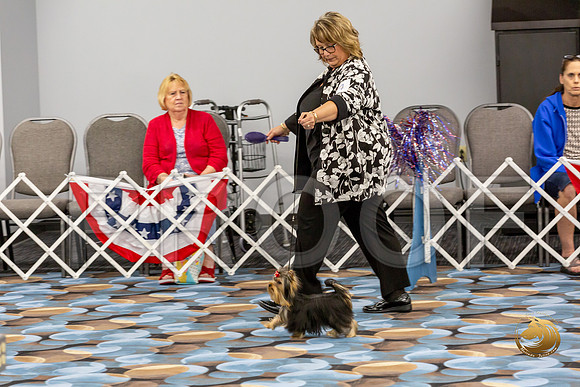 Yorkshire Terrier Wed JR Best Show 2_JJJ_2366-©JulienLambertphoto-HR3