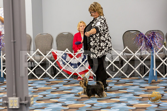 Yorkshire Terrier Wed JR Best Show 2_JJJ_2368-©JulienLambertphoto-HR3
